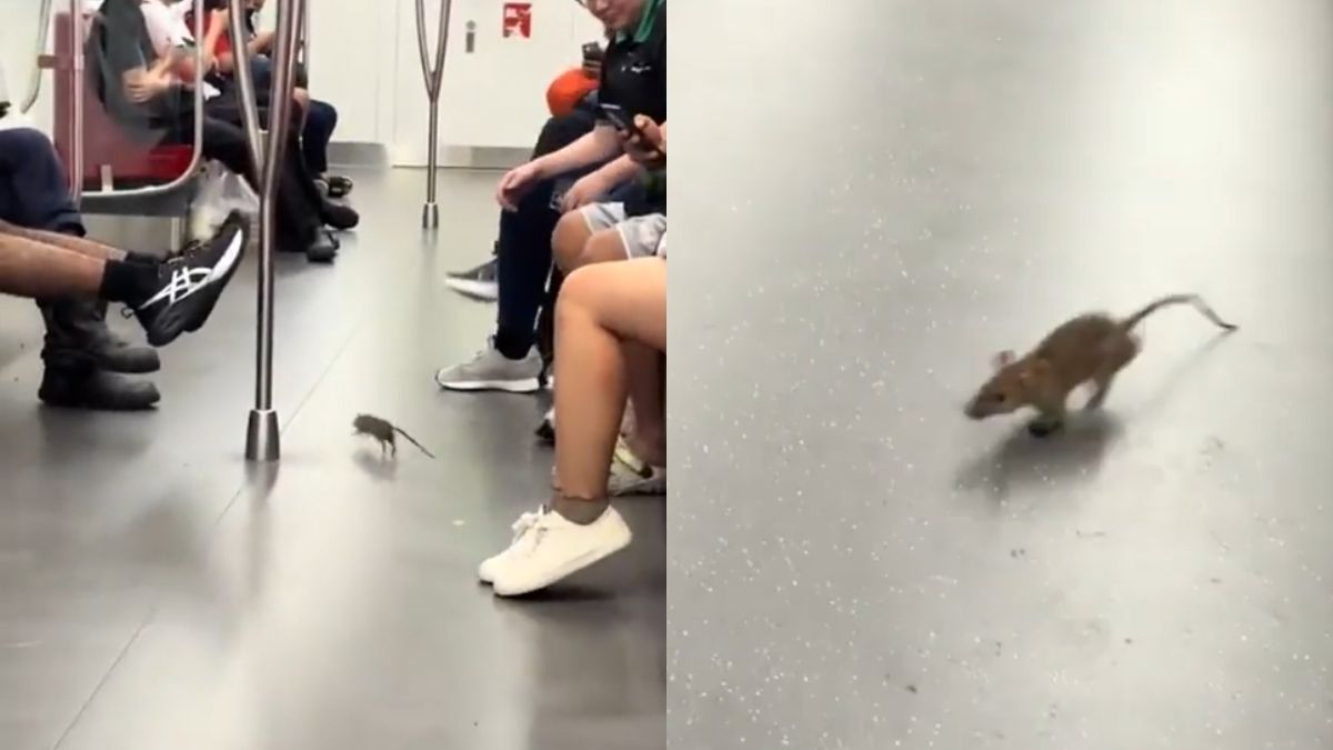 A rat was filmed running through an East-West Line train cabin in Singapore..jpg
