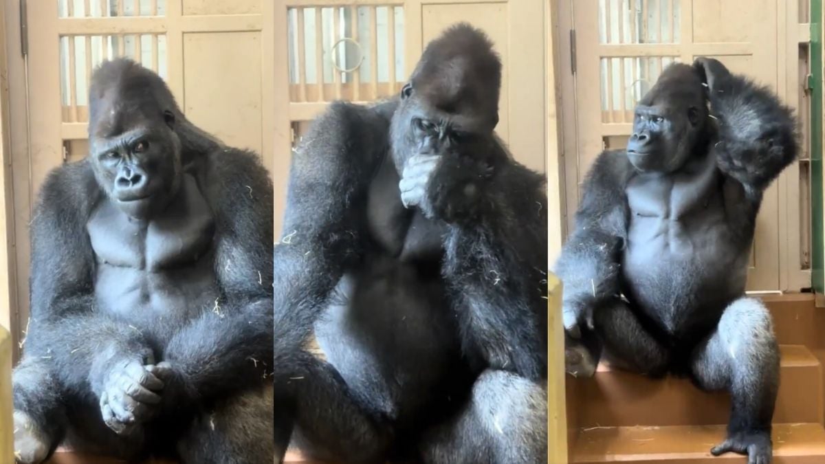 Kiyomasa the gorilla goes viral for 'brooding' after spat with mate at Japanese zoo