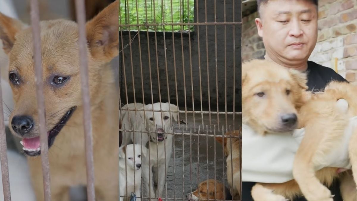 Nine dogs saved as Yulin slaughterhouse in China closes ahead of infamous annual dog meat festival