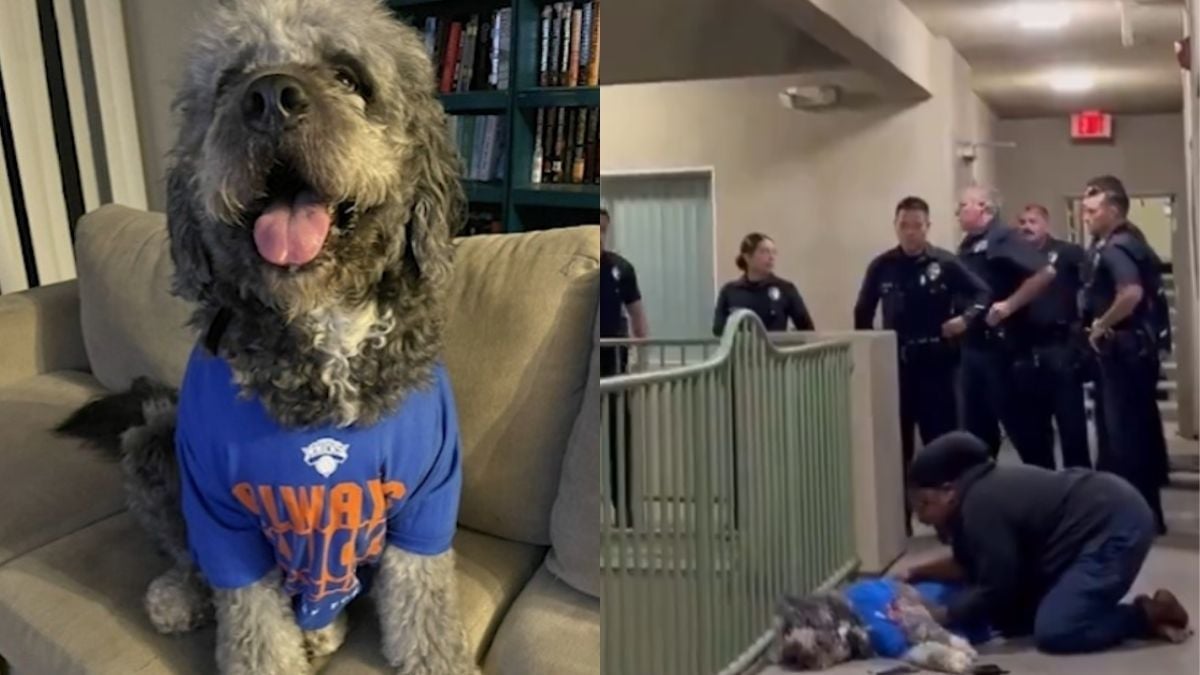 Family dog wearing Knicks jersey shot dead by Los Angeles police after NBA title celebration