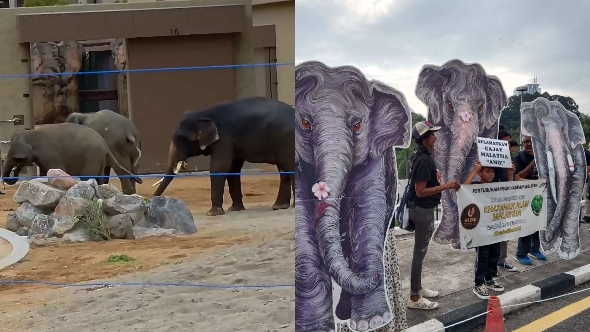 Malaysia probes allegations that US$12.7 million paid for elephant transfer to Japan never reached government