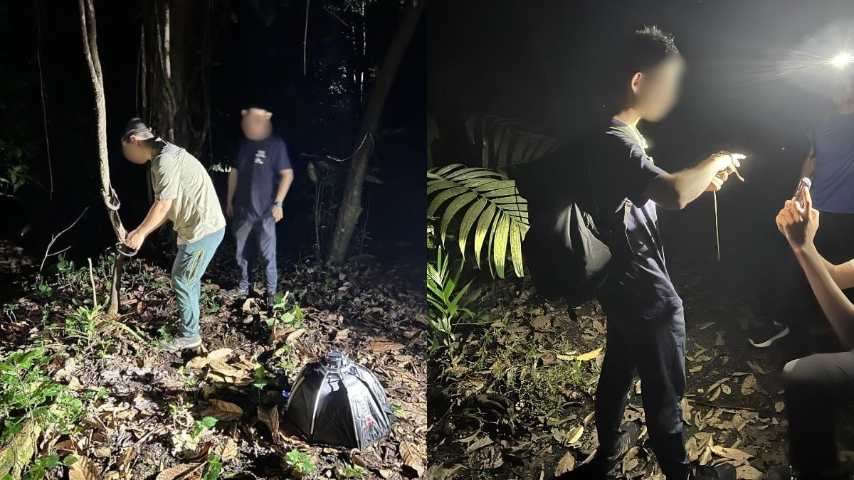 NParks employee among those investigated over snake-handling incident at Singapore nature trail