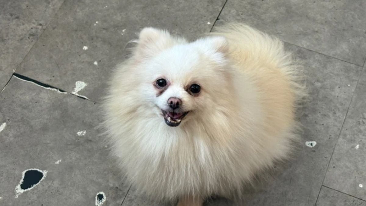 Indonesian police probe alleged sexual abuse of dog at Jakarta pet café