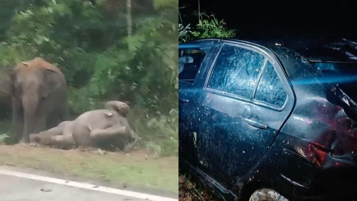 Mother elephant refuses to leave calf killed in collision that injured driver in Malaysia