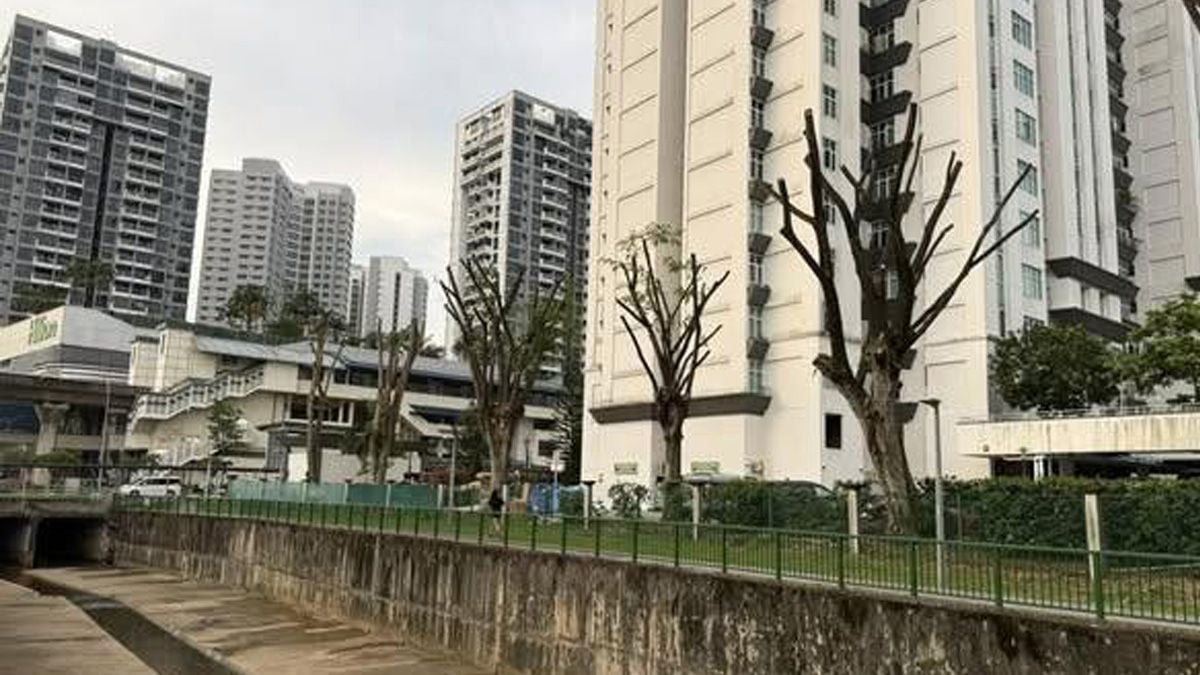 Singapore launches first national standard for urban tree pruning